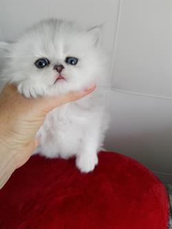 Persiano Chinchilla Su Portobelloit Animali